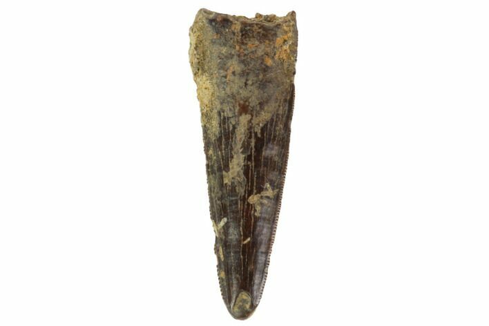 Serrated, Raptor (Richardoestesia?) Tooth - Montana #98304